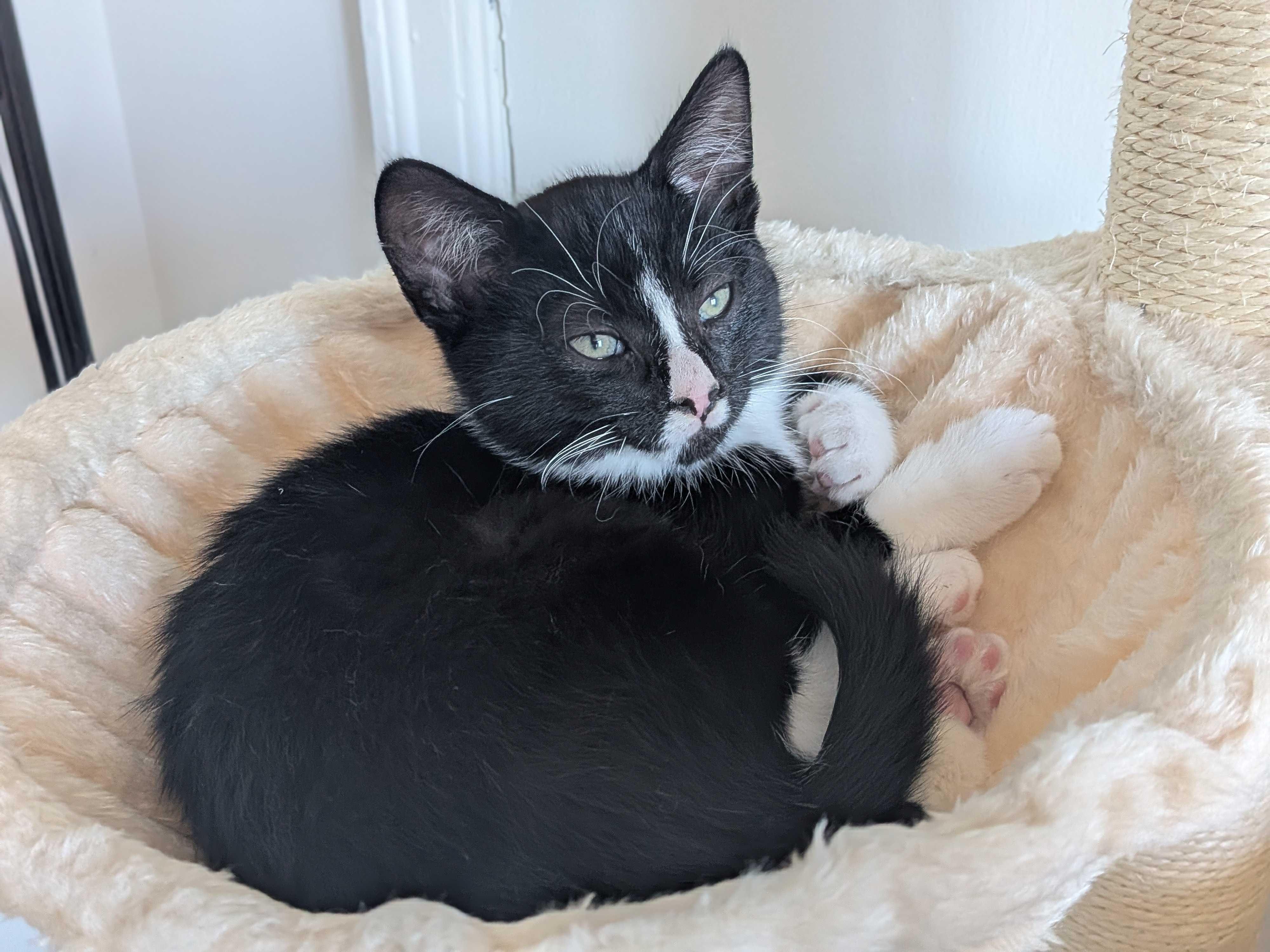 Maki, a Adoptable Domestic Short Hair in Wakefield, QC image 6/6