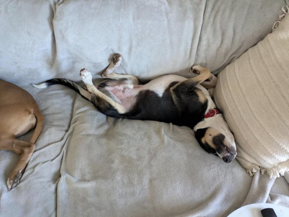 Boone, Adoptable, Adult Male Shepherd & Terrier.