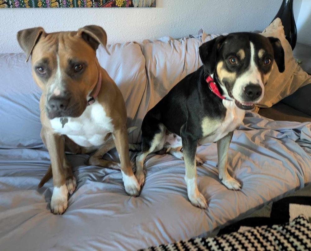 Boone, a Adoptable mixed breed in Fort Lupton, CO image 2/6