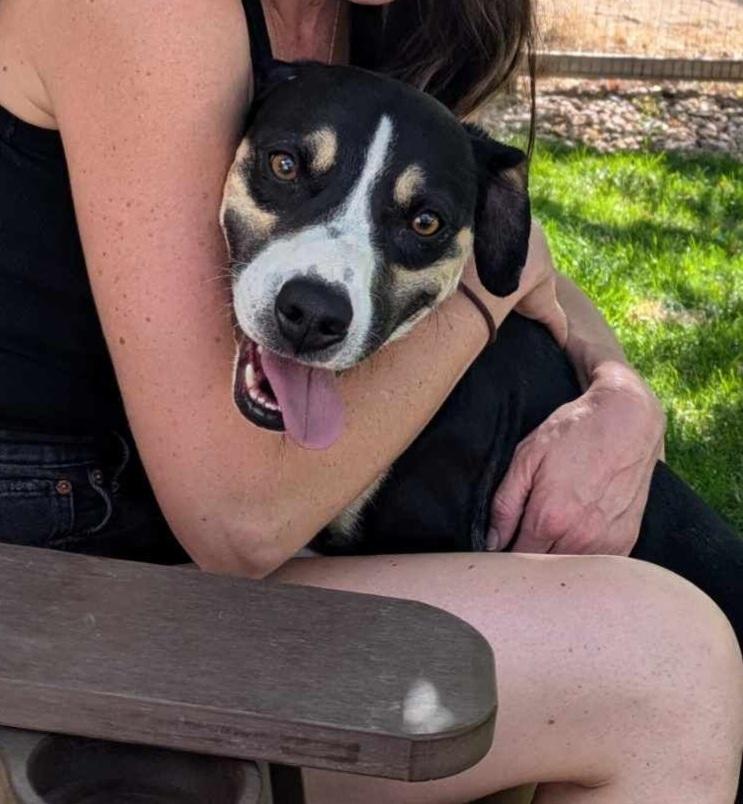 Boone, a Adoptable mixed breed in Fort Lupton, CO image 3/6