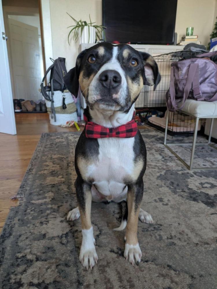 Boone, a Adoptable mixed breed in Fort Lupton, CO image 4/6