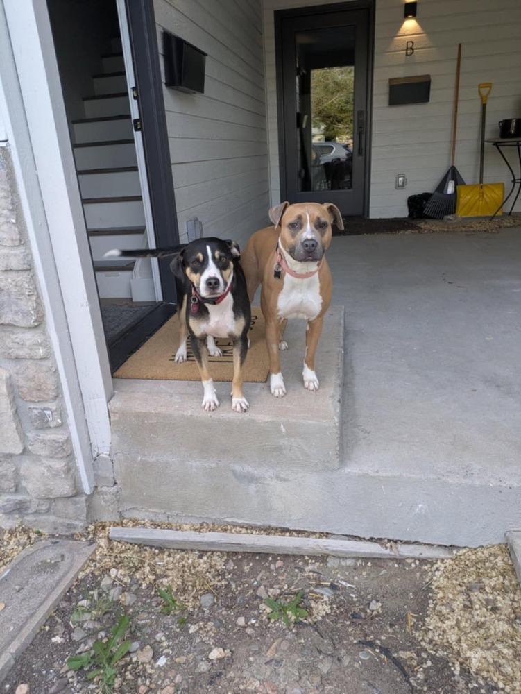 Boone, a Adoptable mixed breed in Fort Lupton, CO image 5/6