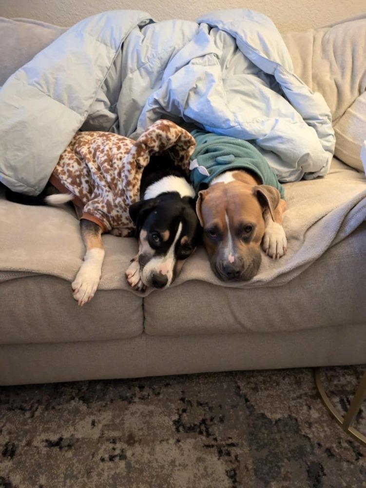 Boone, a Adoptable mixed breed in Fort Lupton, CO image 6/6