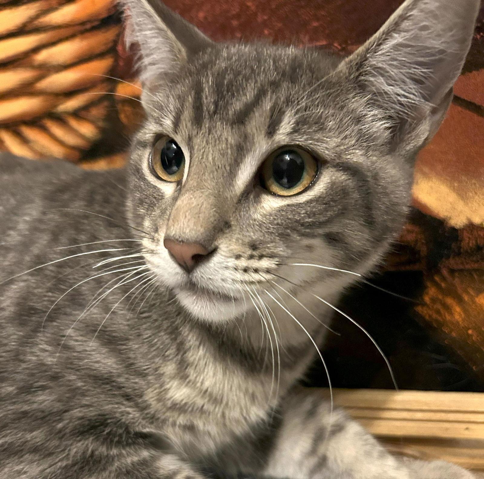 Enlarge Claude #Monet, a Adoptable mixed breed in Houston, TX image 3/3