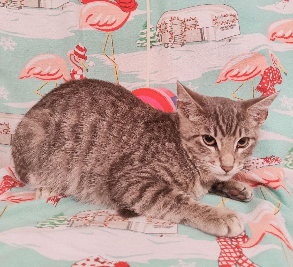 Enlarge Claude #Monet, a Adoptable mixed breed in Houston, TX image 2/3