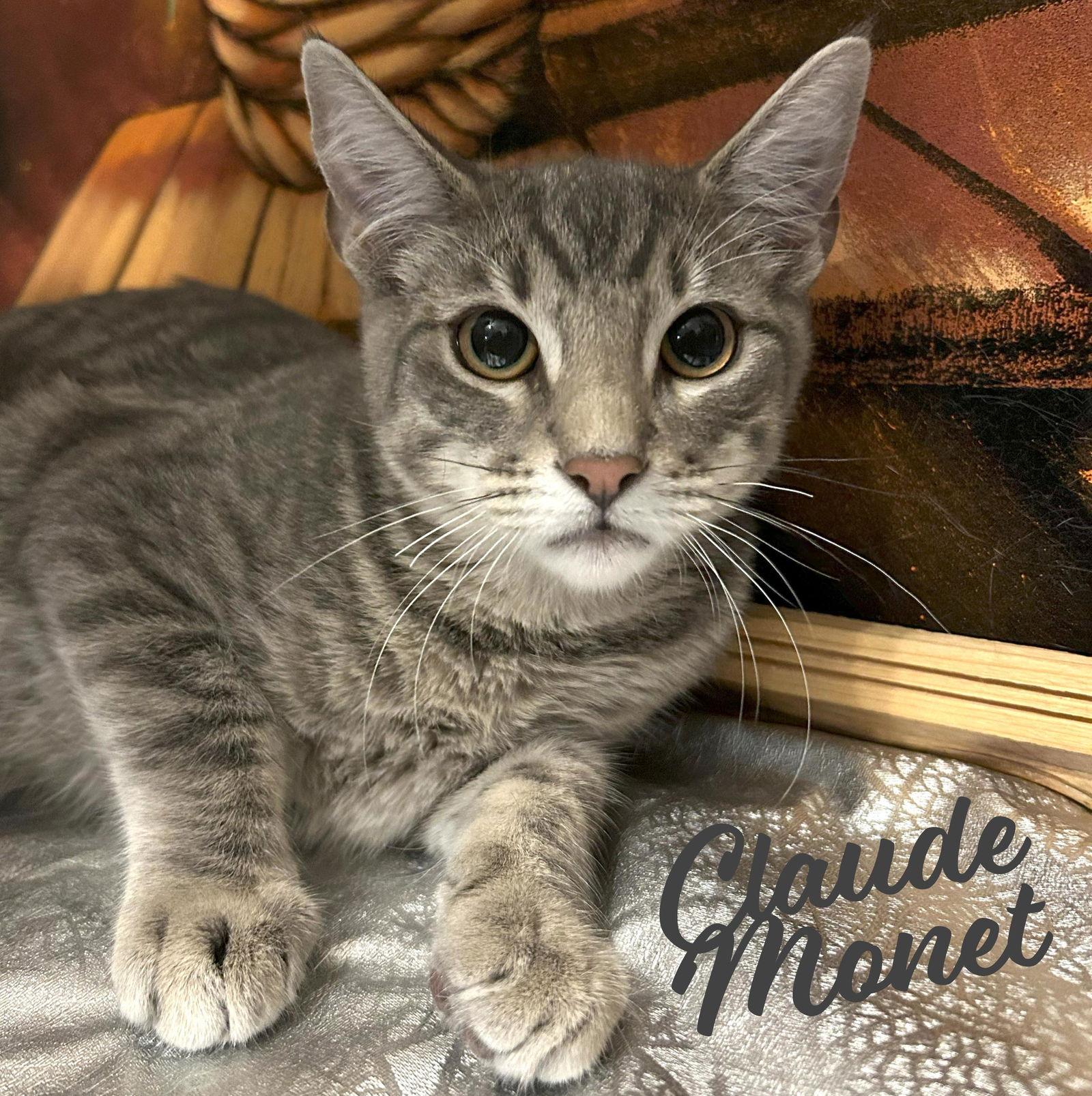 Claude #Monet, Adoptable, Young Male Tabby & Domestic Short Hair.