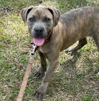 Fresca, a Adopted American Bulldog in Tarrytown, GA image 1/3