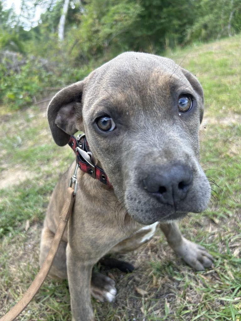Fresca, a Adopted American Bulldog in Tarrytown, GA image 2/3
