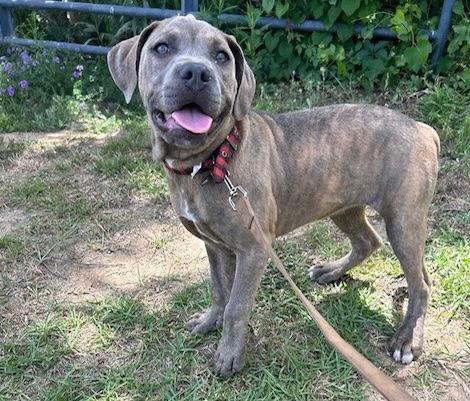 Fresca, a Adopted American Bulldog in Tarrytown, GA image 3/3