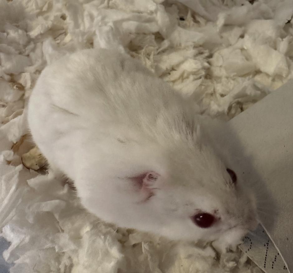Enlarge Earless Joe, a ADOPTABLE Dwarf Hamster in Minneapolis, MN image 2/6