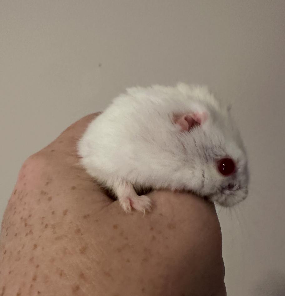 Enlarge Earless Joe, a ADOPTABLE Dwarf Hamster in Minneapolis, MN image 6/6