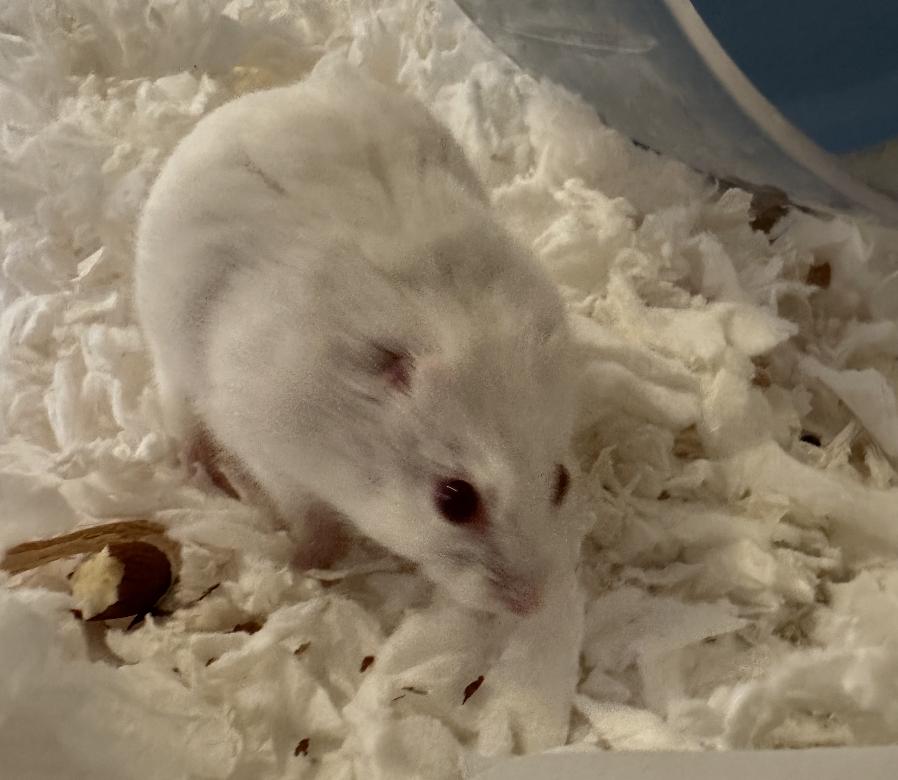 Enlarge Earless Joe, a ADOPTABLE Dwarf Hamster in Minneapolis, MN image 5/6