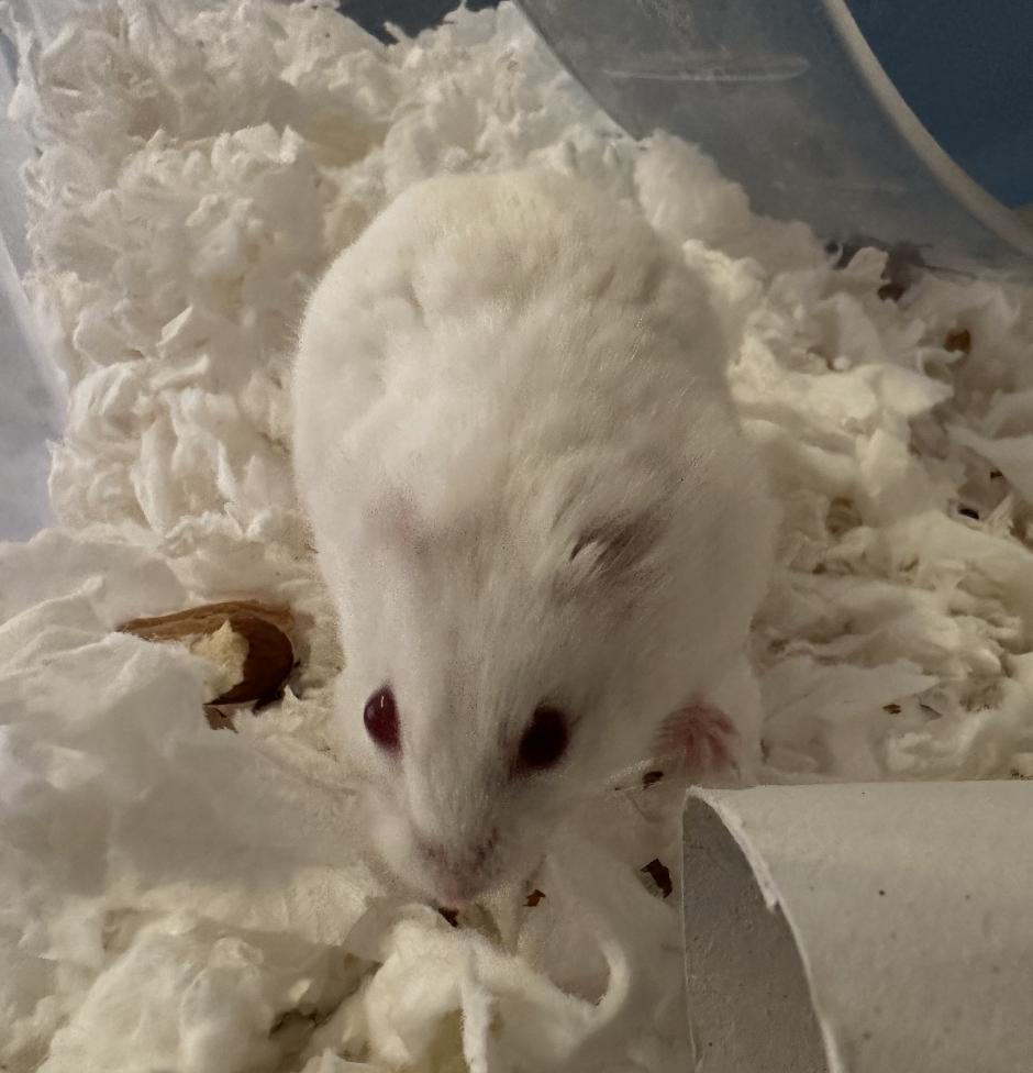 Enlarge Earless Joe, a ADOPTABLE Dwarf Hamster in Minneapolis, MN image 3/6