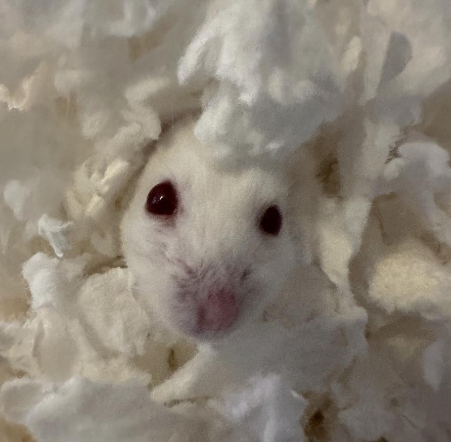 Enlarge Earless Joe, a ADOPTABLE Dwarf Hamster in Minneapolis, MN image 4/6
