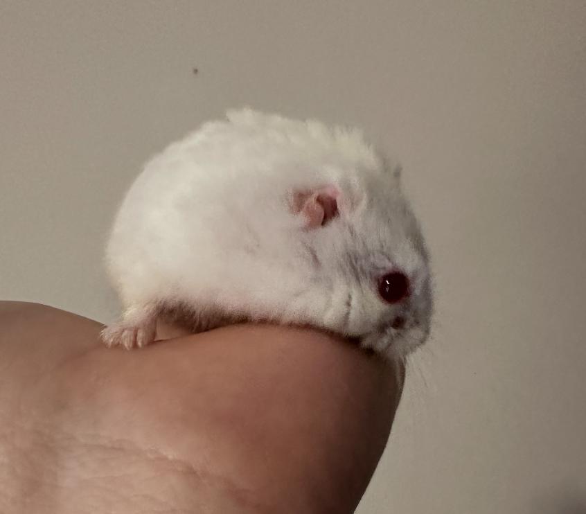 Earless Joe, ADOPTABLE, Young Male Dwarf Hamster.