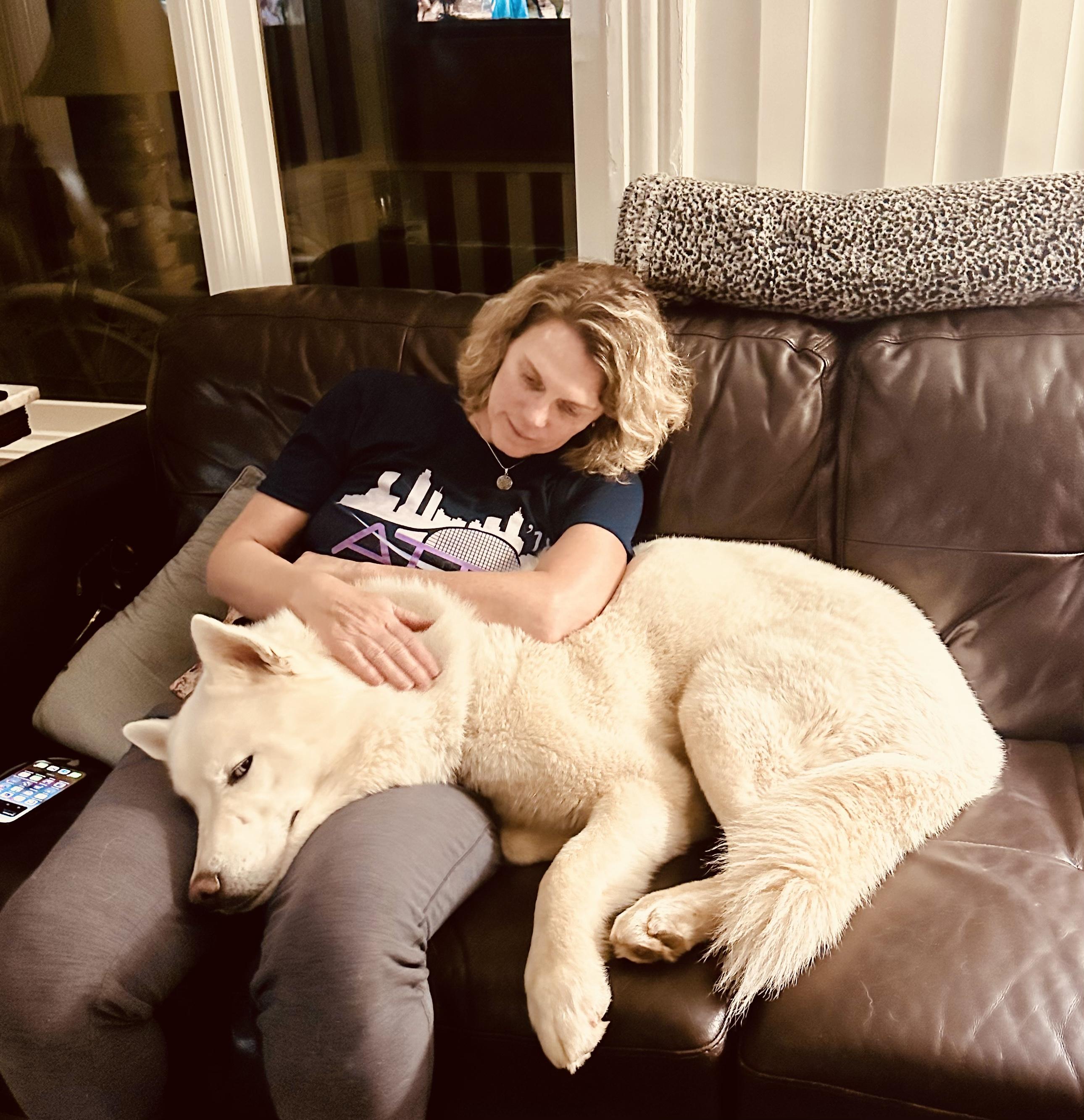 Lobi *Courtesy Post*, ADOPTABLE, Young Male Siberian Husky.