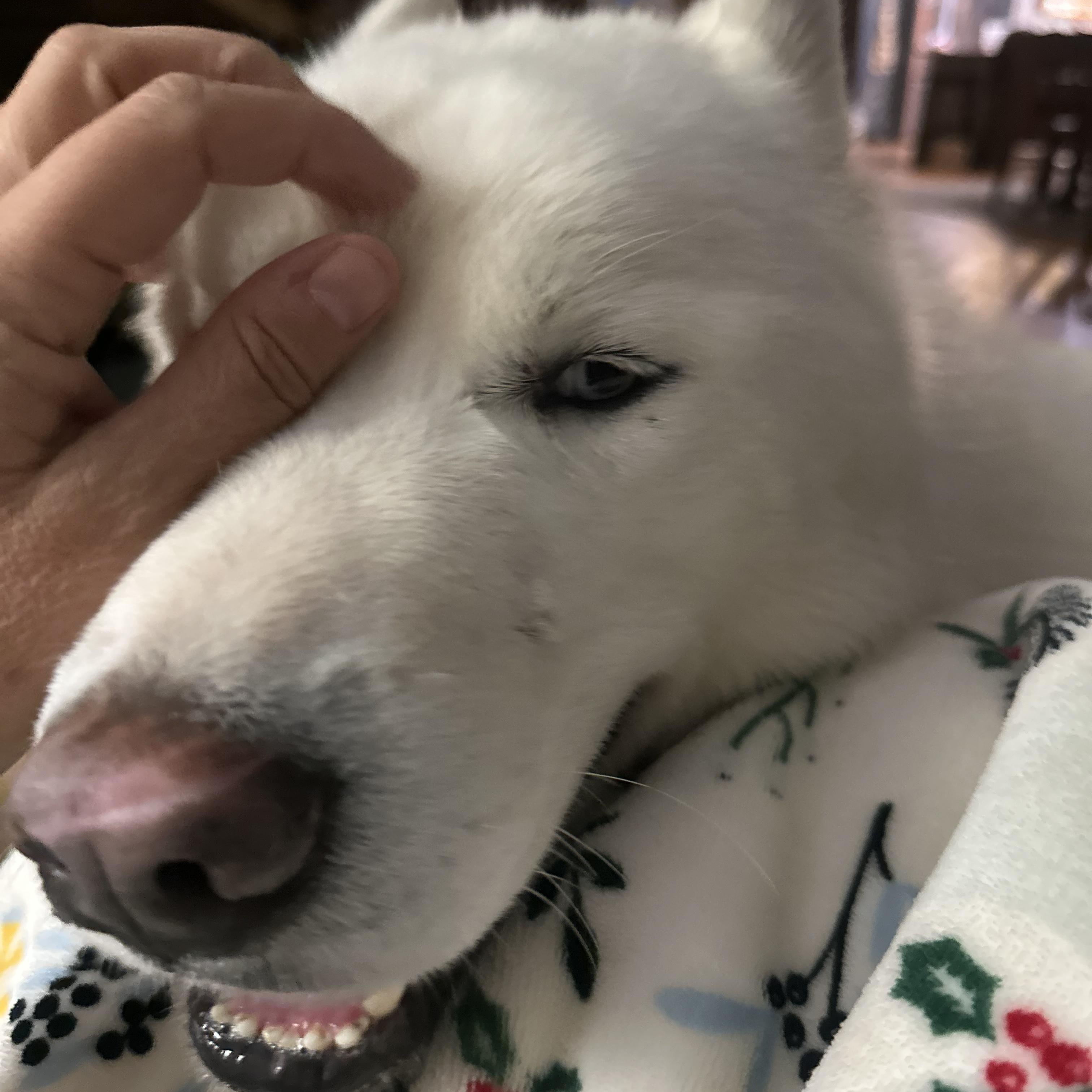 Enlarge Lobi *Courtesy Post*, a ADOPTABLE Siberian Husky in Jasper, GA image 3/5