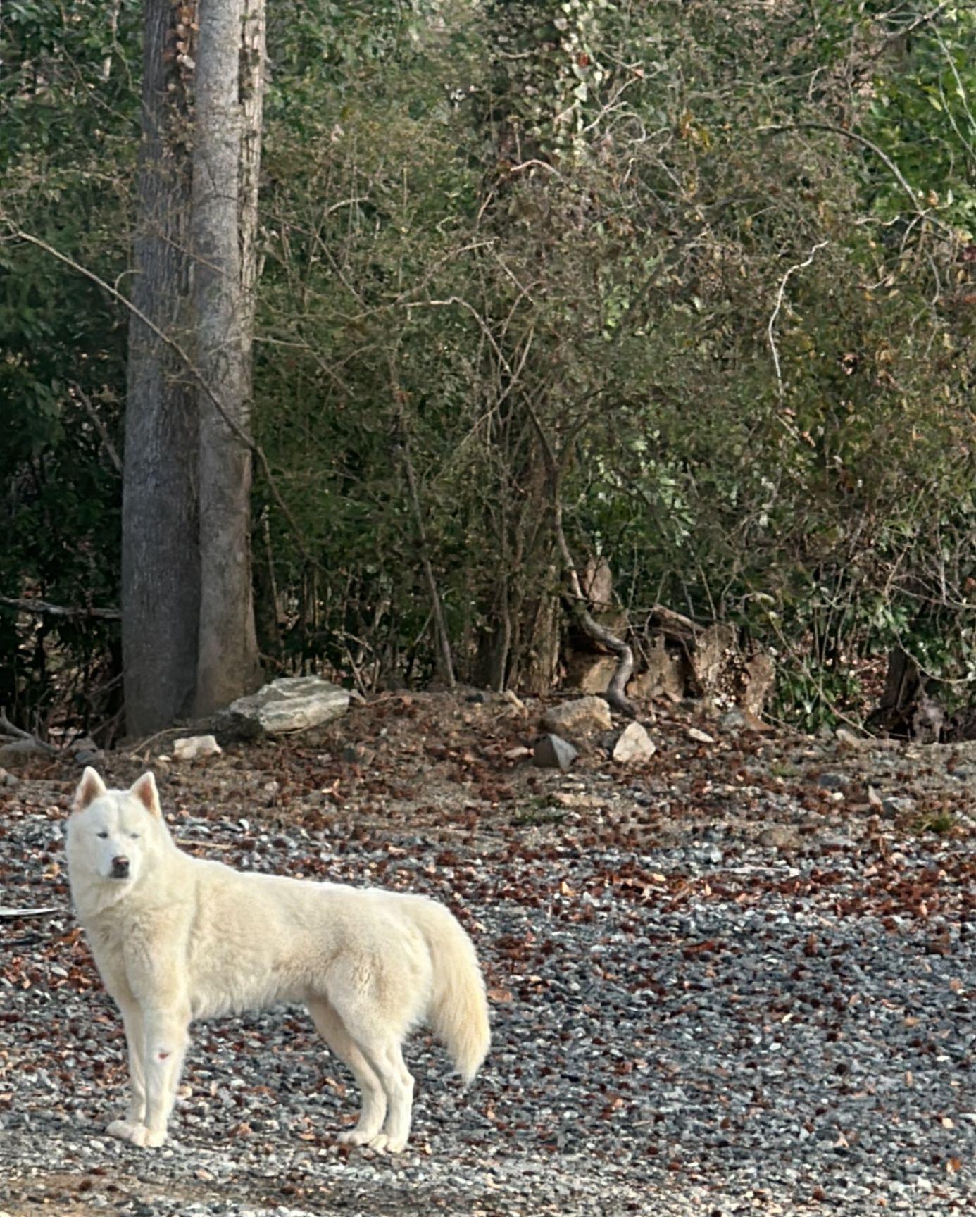 Enlarge Lobi *Courtesy Post*, a ADOPTABLE Siberian Husky in Jasper, GA image 1/5