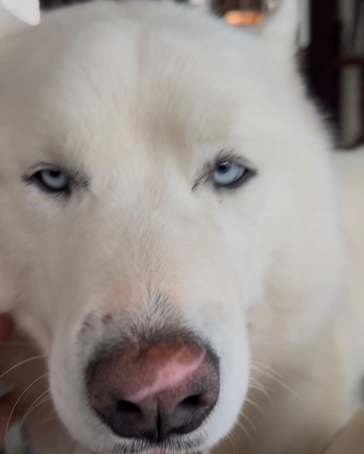 Enlarge Lobi *Courtesy Post*, a ADOPTABLE Siberian Husky in Jasper, GA image 2/6