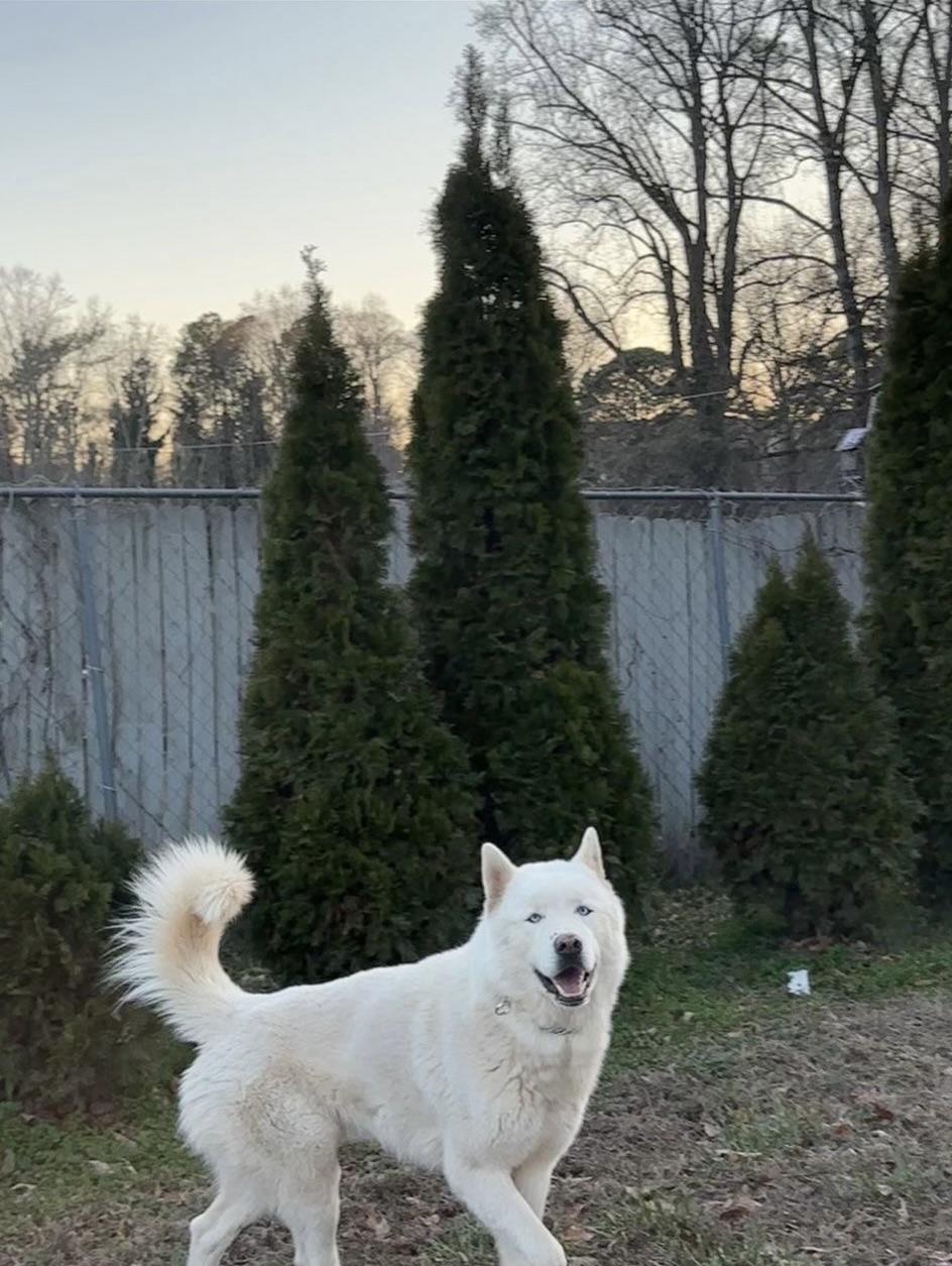 Enlarge Lobi *Courtesy Post*, a ADOPTABLE Siberian Husky in Jasper, GA image 5/5