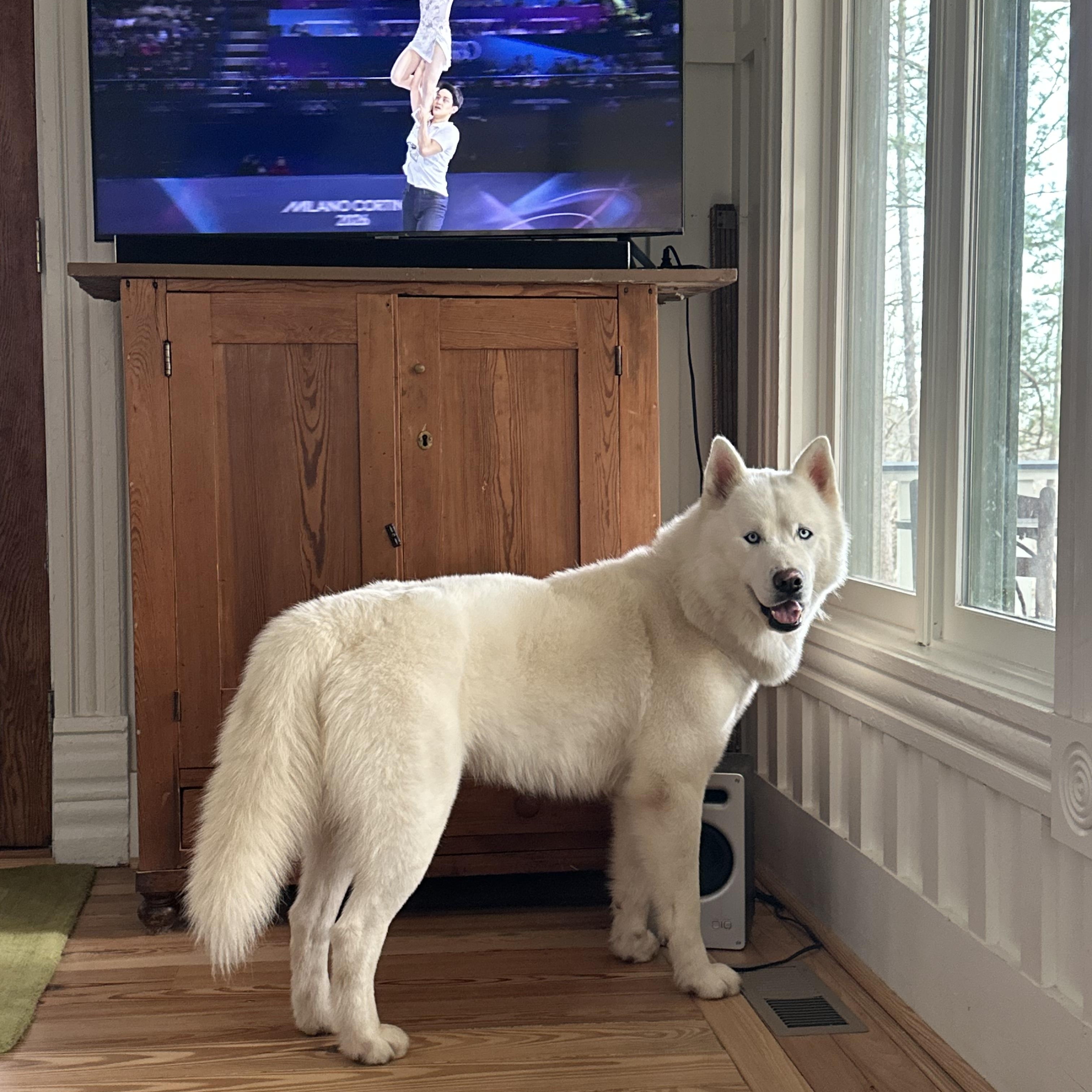 Enlarge Lobi *Courtesy Post*, a ADOPTABLE Siberian Husky in Jasper, GA image 4/5