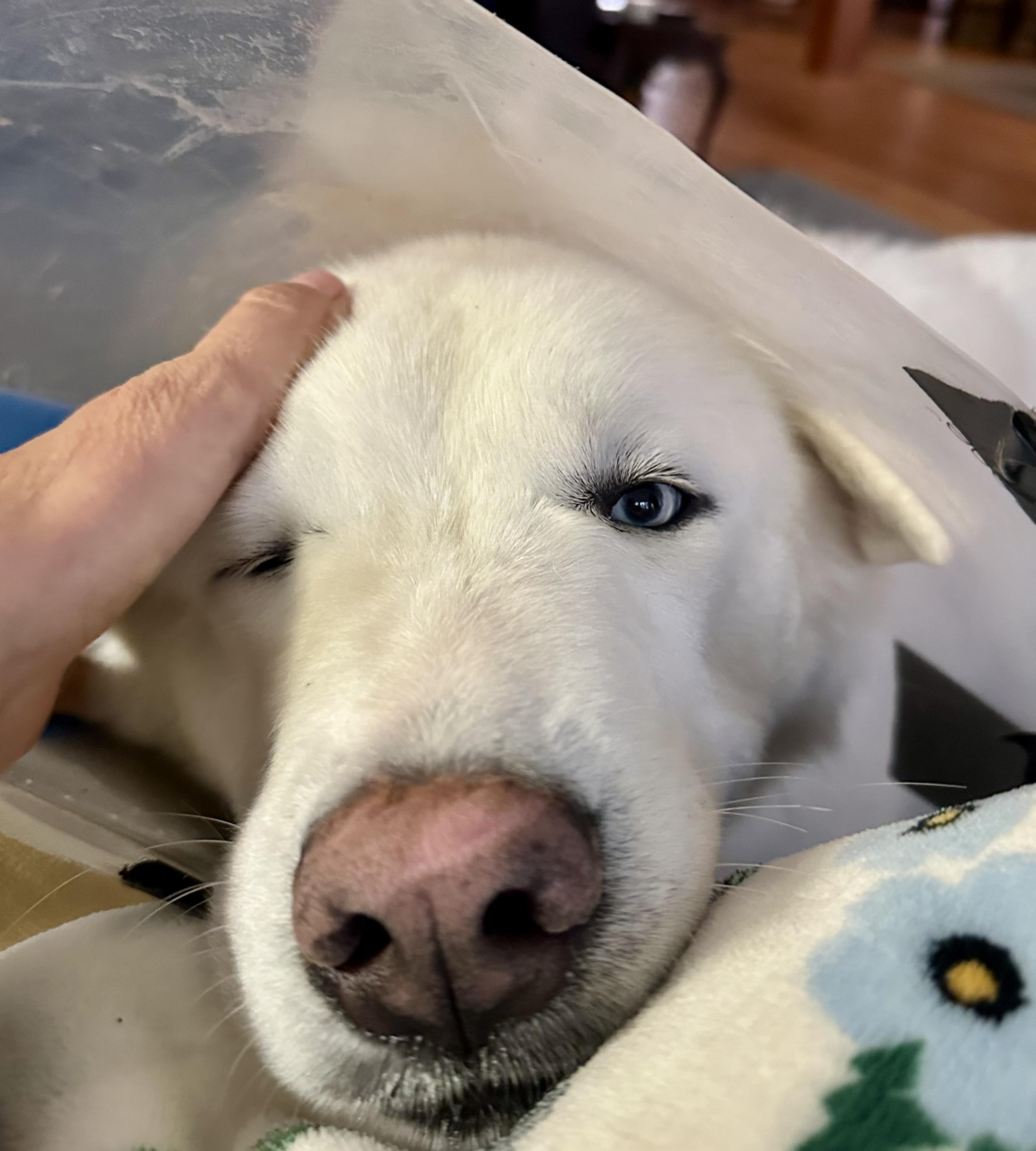 Enlarge Lobi *Courtesy Post*, a ADOPTABLE Siberian Husky in Jasper, GA image 3/6