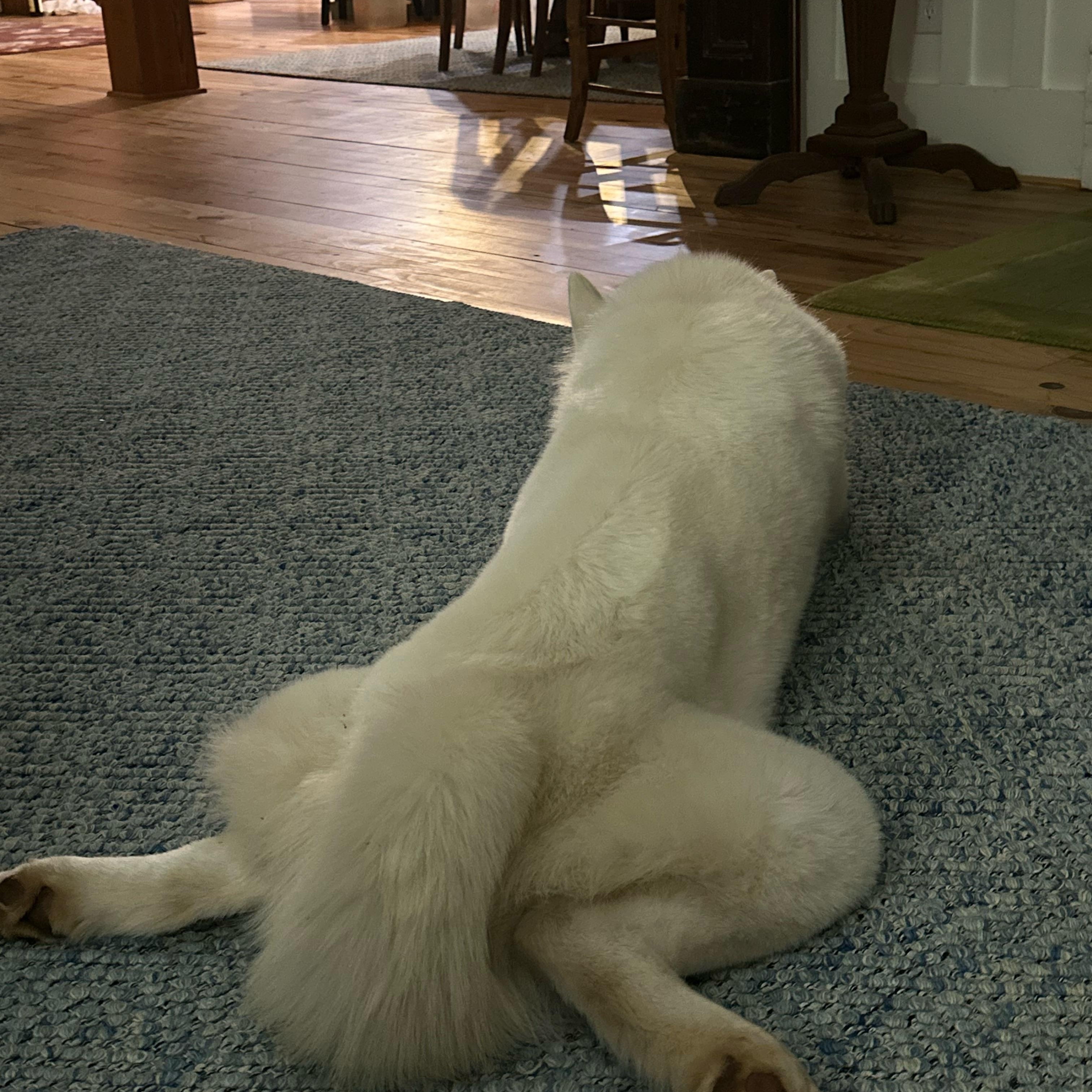 Enlarge Lobi *Courtesy Post*, a ADOPTABLE Siberian Husky in Jasper, GA image 2/5