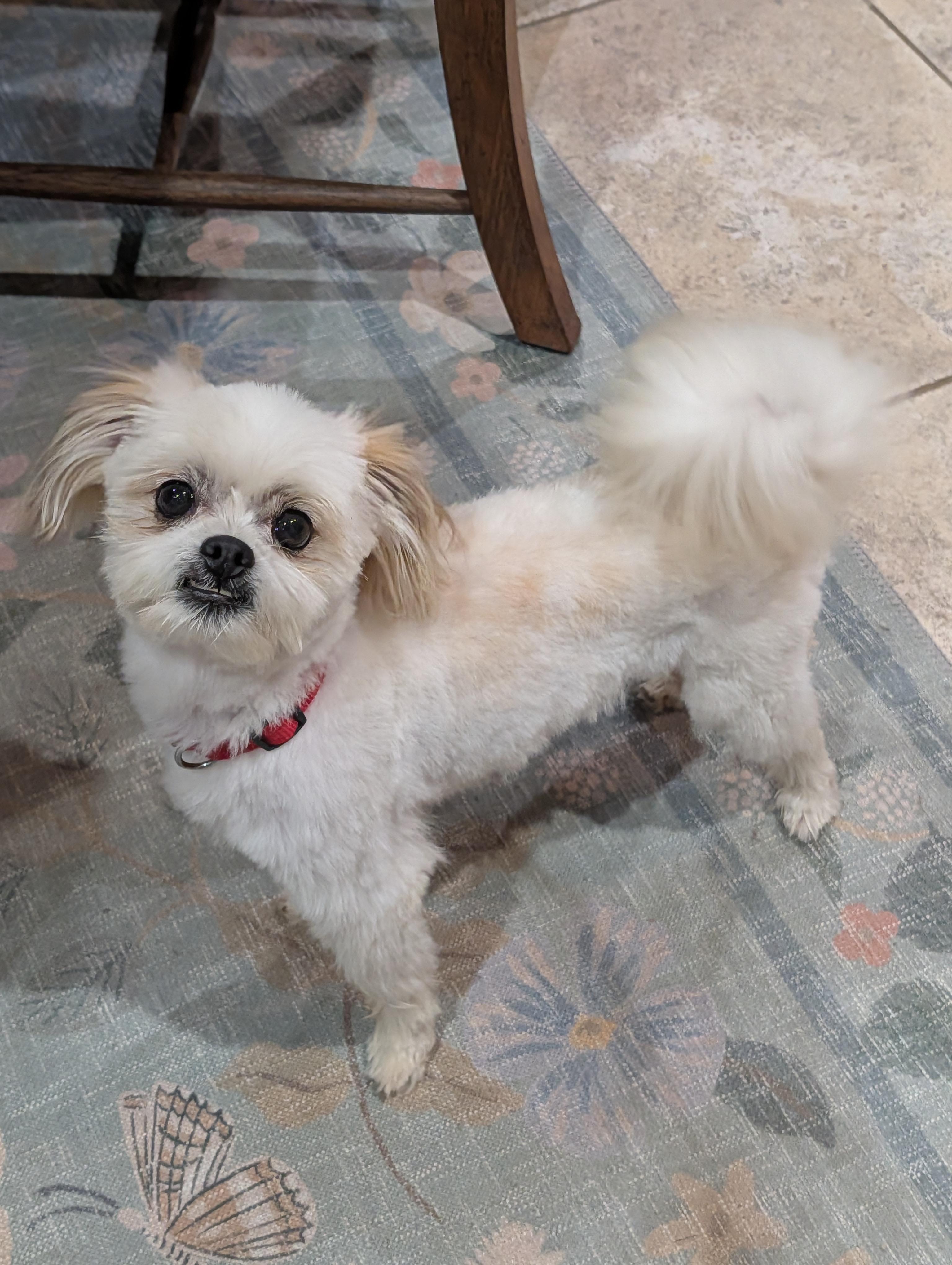 Enlarge Chase, a Adoptable mixed breed in Baton Rouge, LA image 3/6
