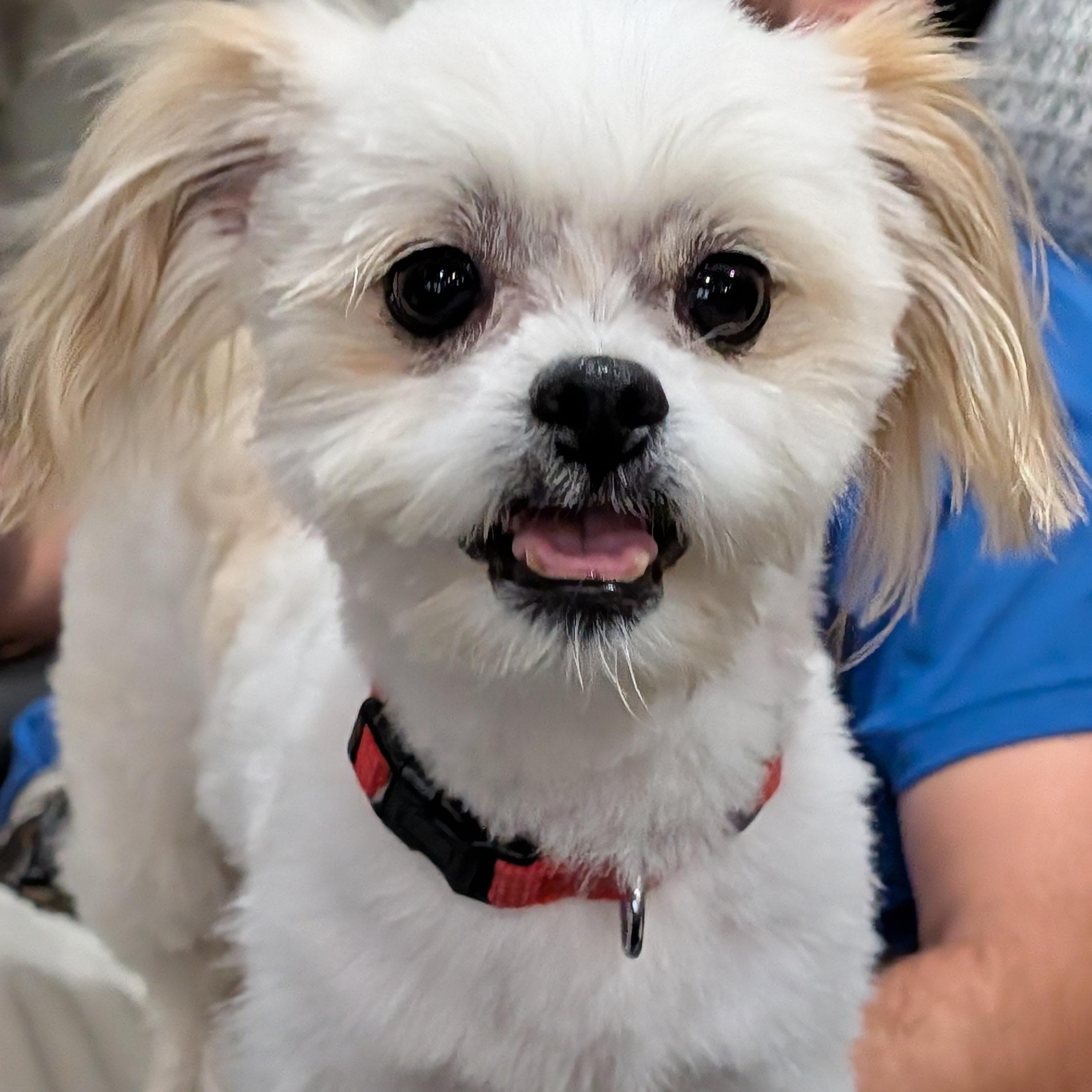 Enlarge Chase, a Adoptable mixed breed in Baton Rouge, LA image 4/6