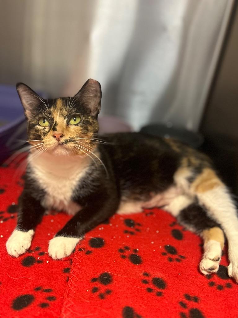 Summer, ADOPTABLE, Young Female Domestic Short Hair.