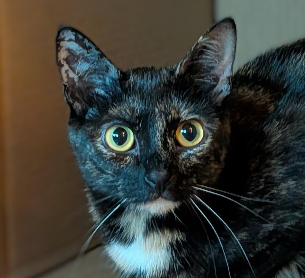 Enlarge Senoia, a Adoptable mixed breed in Statesville, NC image 1/1