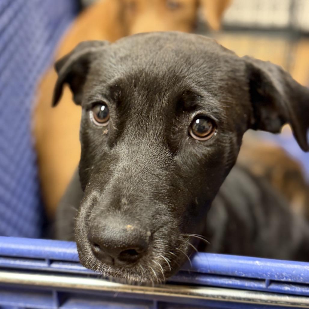 Enlarge Dottie, a Adoptable Pit Bull Terrier in Midland, TX image 1/1