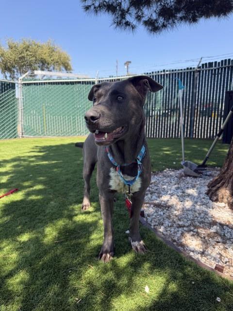 LILY, Adoptable, Young Female Catahoula Leopard Dog & Labrador Retriever.