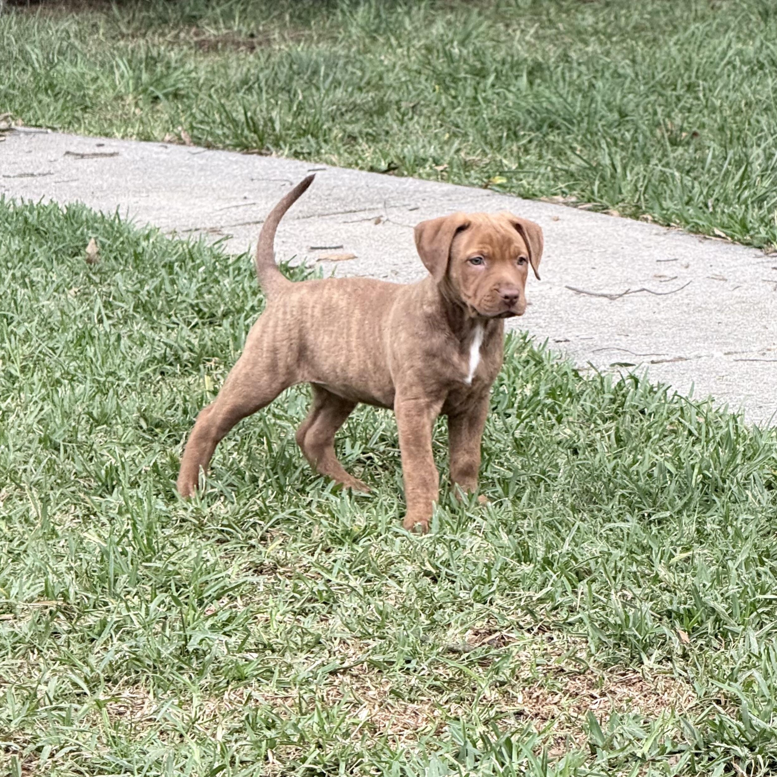 Enlarge Joanna, a Adoptable mixed breed in Rock Hill, SC image 6/6