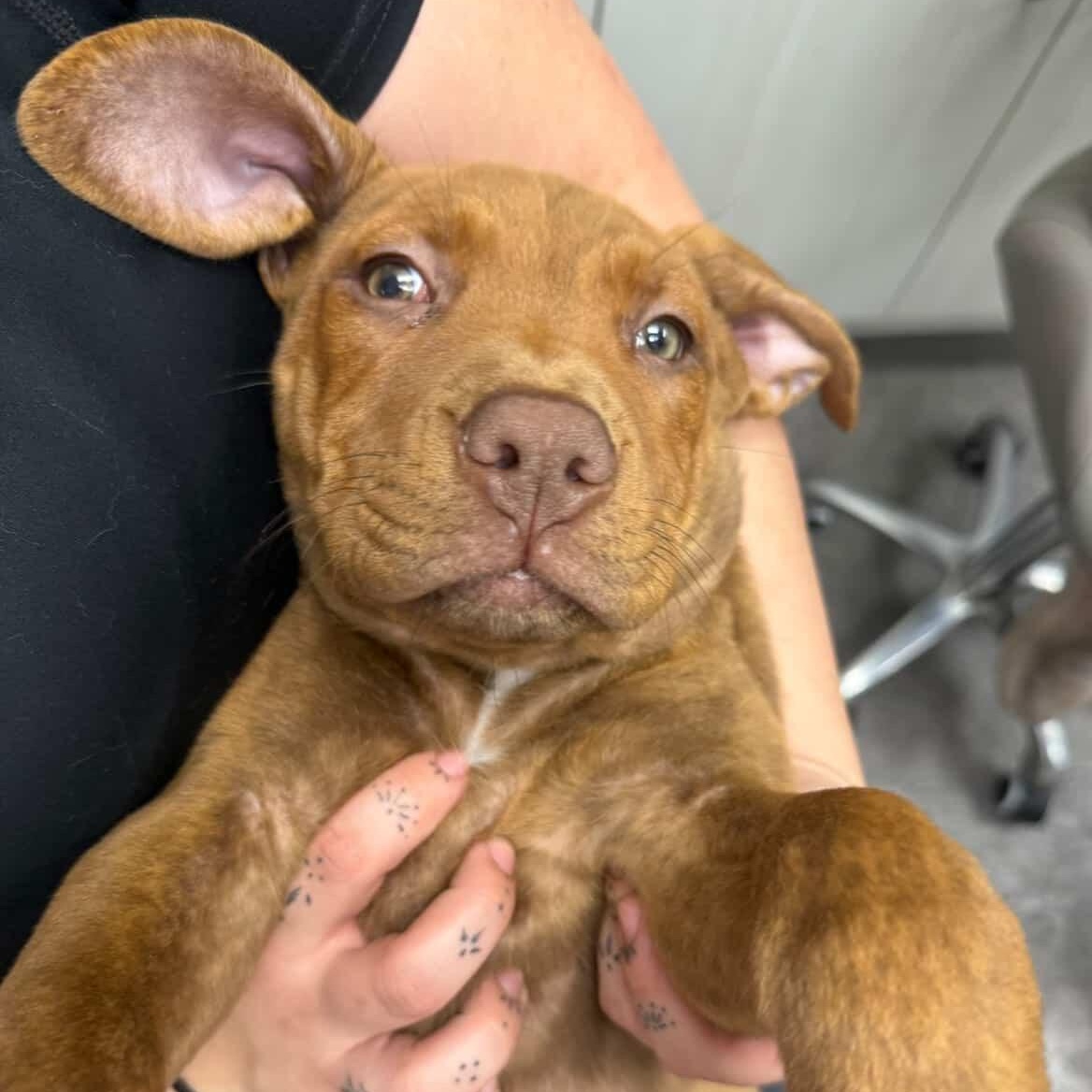 Enlarge Joanna, a Adoptable mixed breed in Rock Hill, SC image 3/6