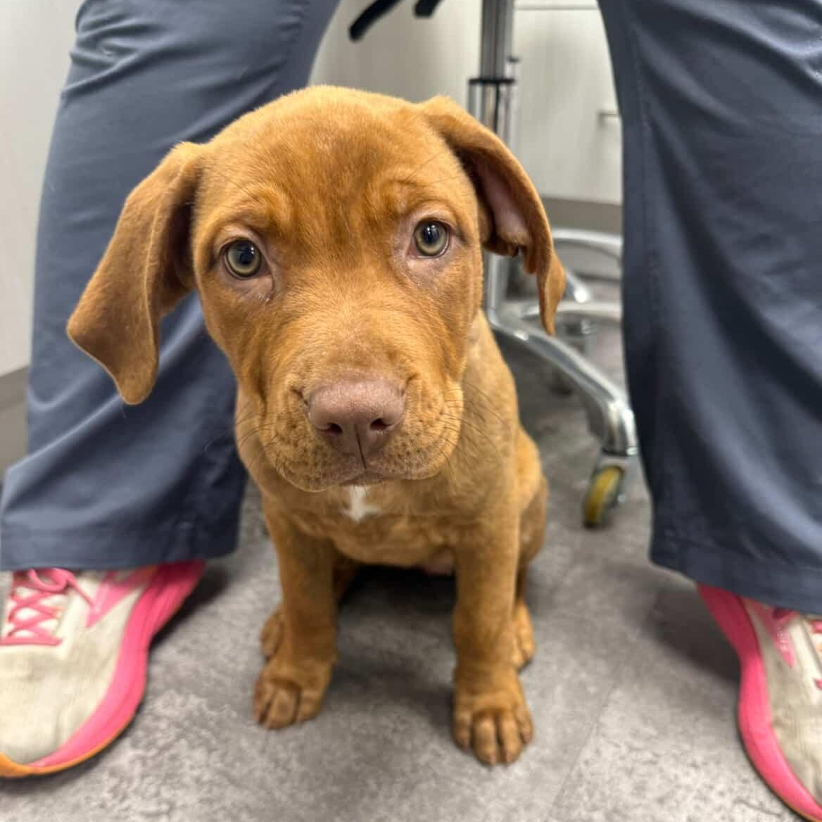 Enlarge Joanna, a Adoptable mixed breed in Rock Hill, SC image 2/6