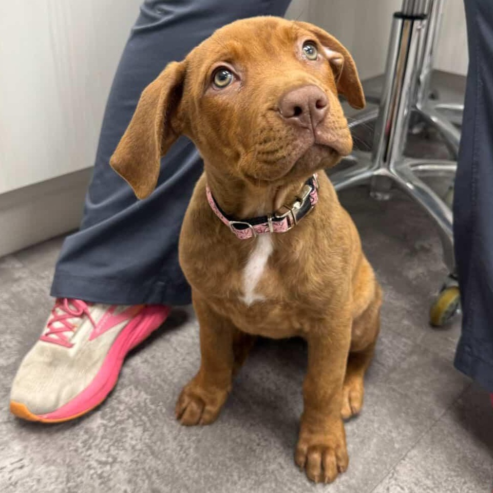 Joanna, Adoptable, Puppy Female Shepherd & Pit Bull Terrier.