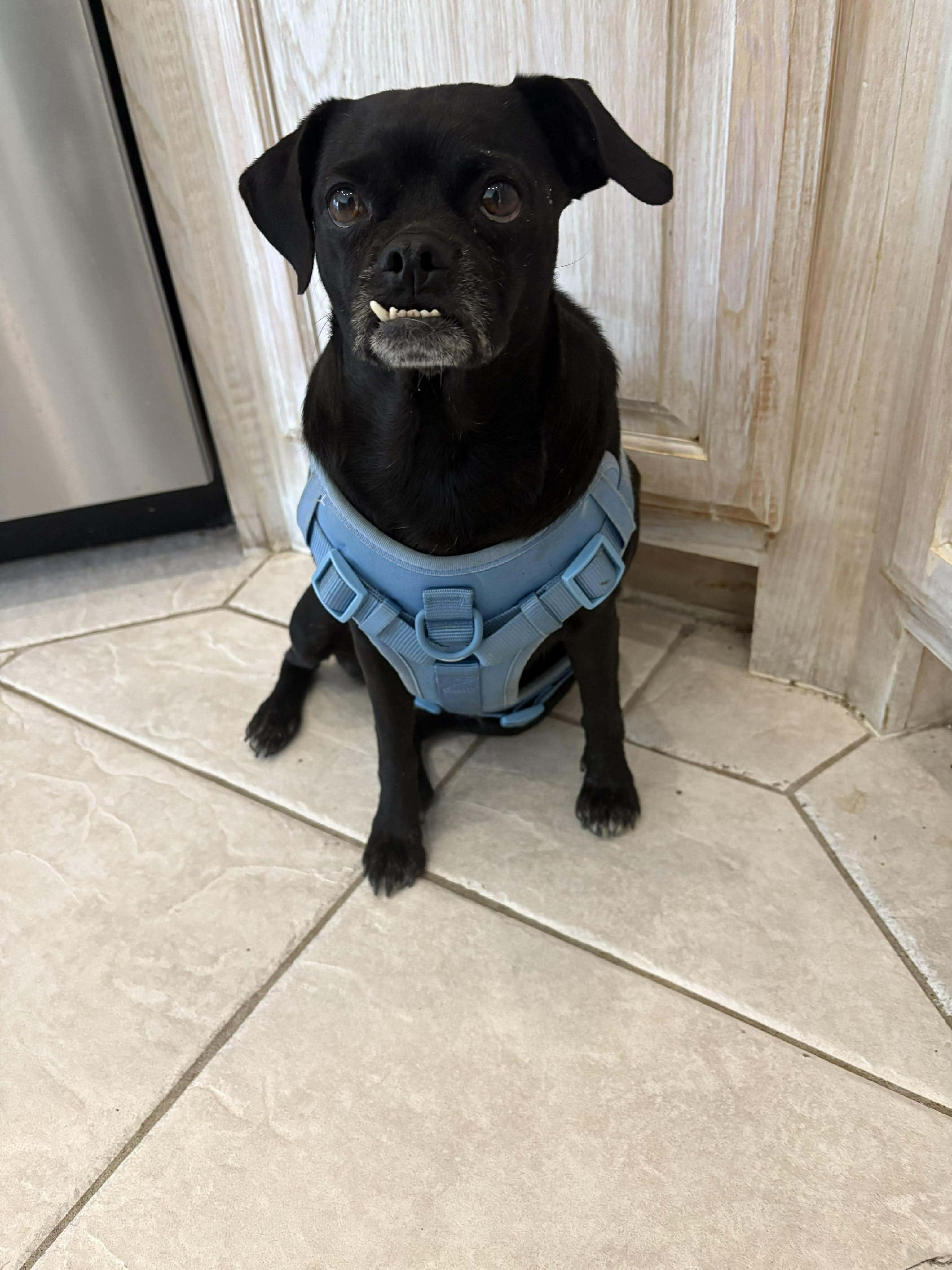 Enlarge Tallulah, a ADOPTABLE mixed breed in Guilford, CT image 2/6