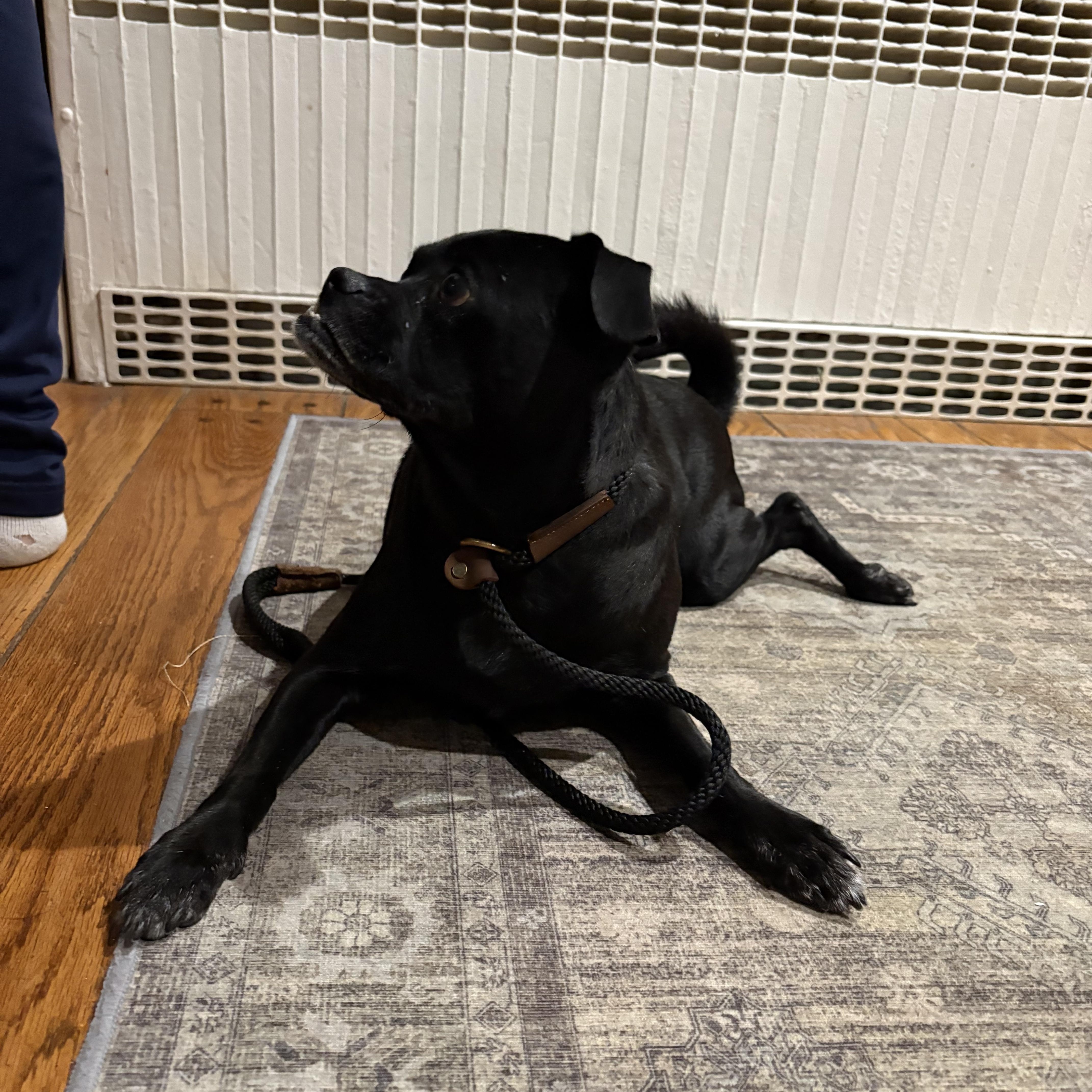 Enlarge Tallulah, a ADOPTABLE mixed breed in Guilford, CT image 4/6