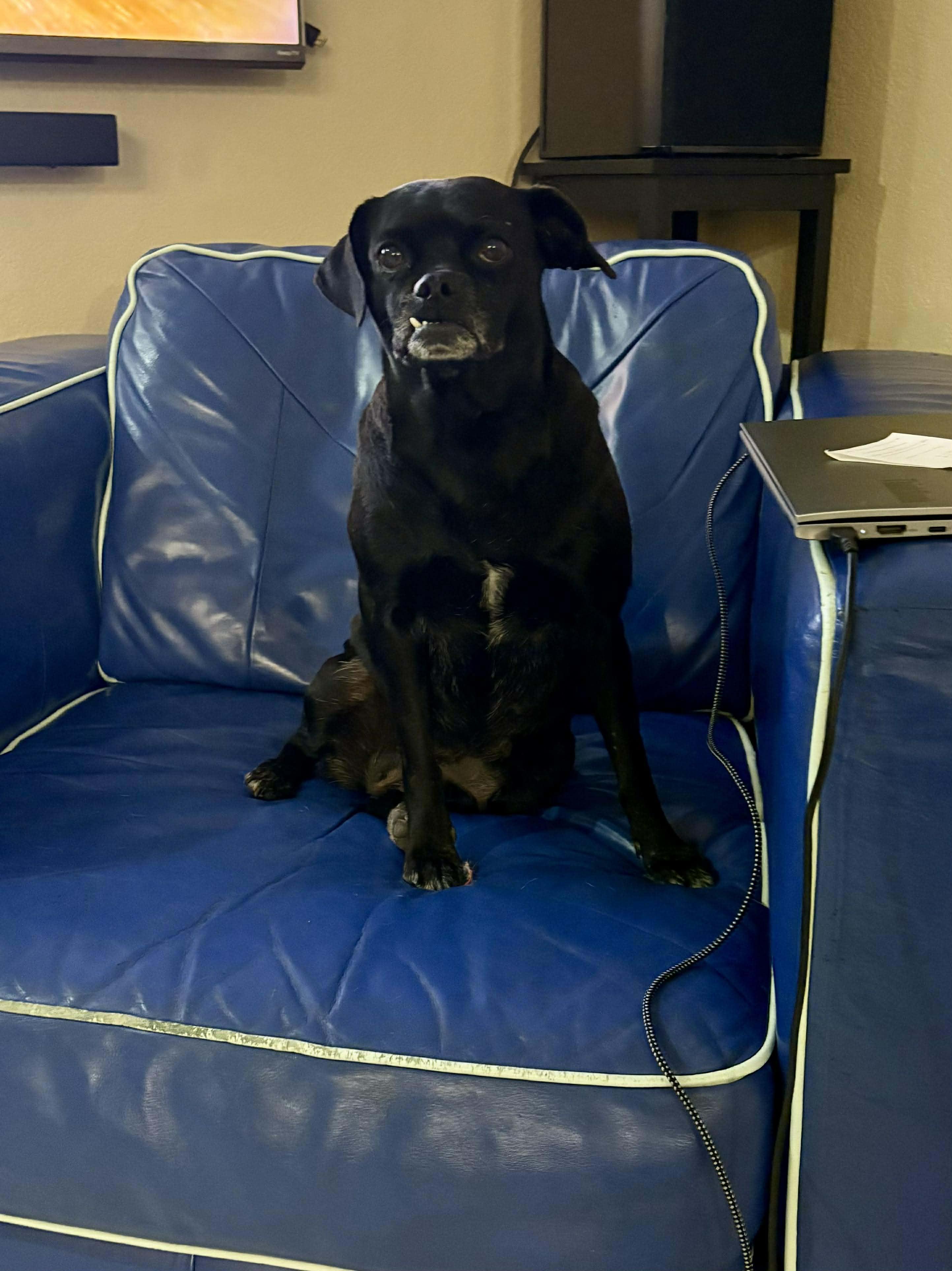 Enlarge Tallulah, a ADOPTABLE mixed breed in Guilford, CT image 3/6