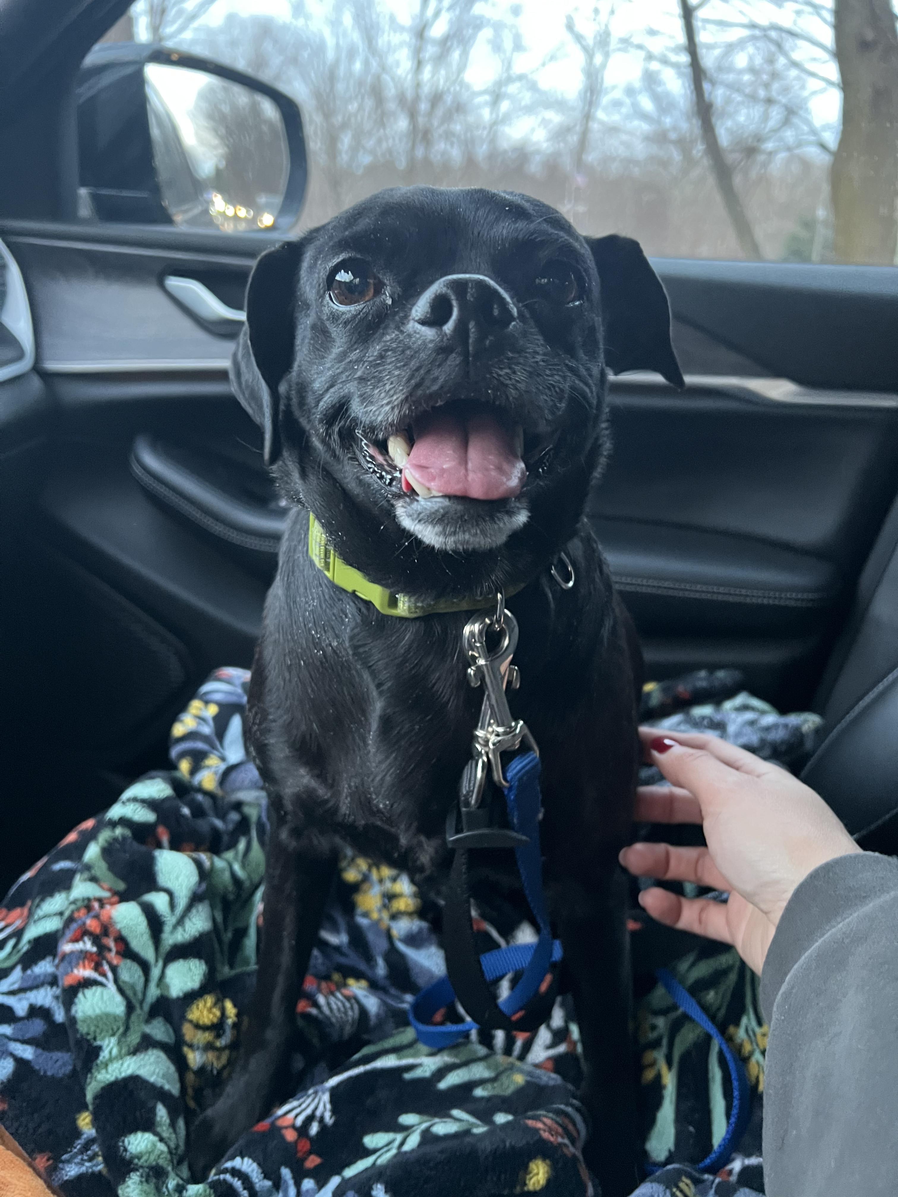 Enlarge Tallulah, a ADOPTABLE mixed breed in Guilford, CT image 5/6