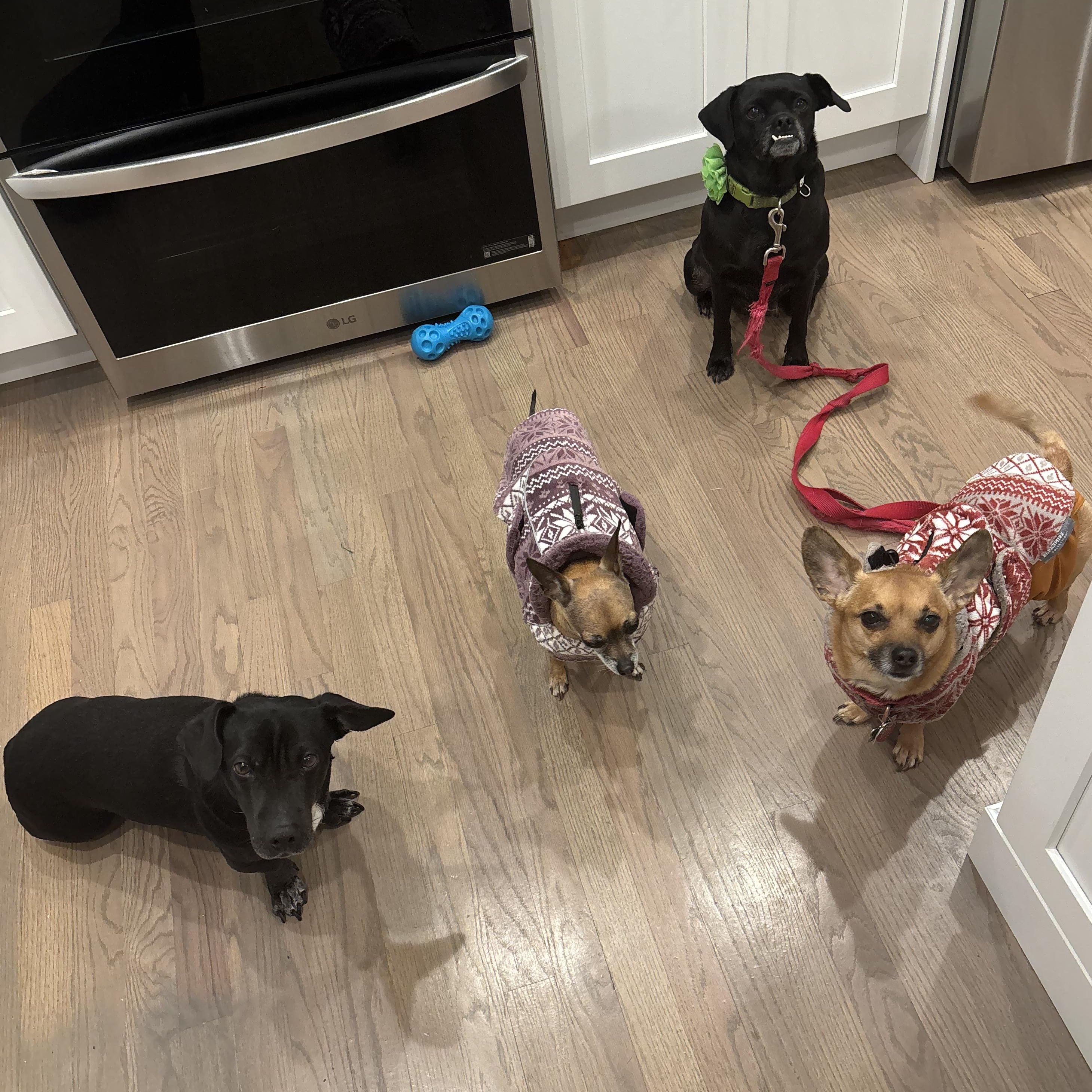 Enlarge Tallulah, a ADOPTABLE mixed breed in Guilford, CT image 6/6