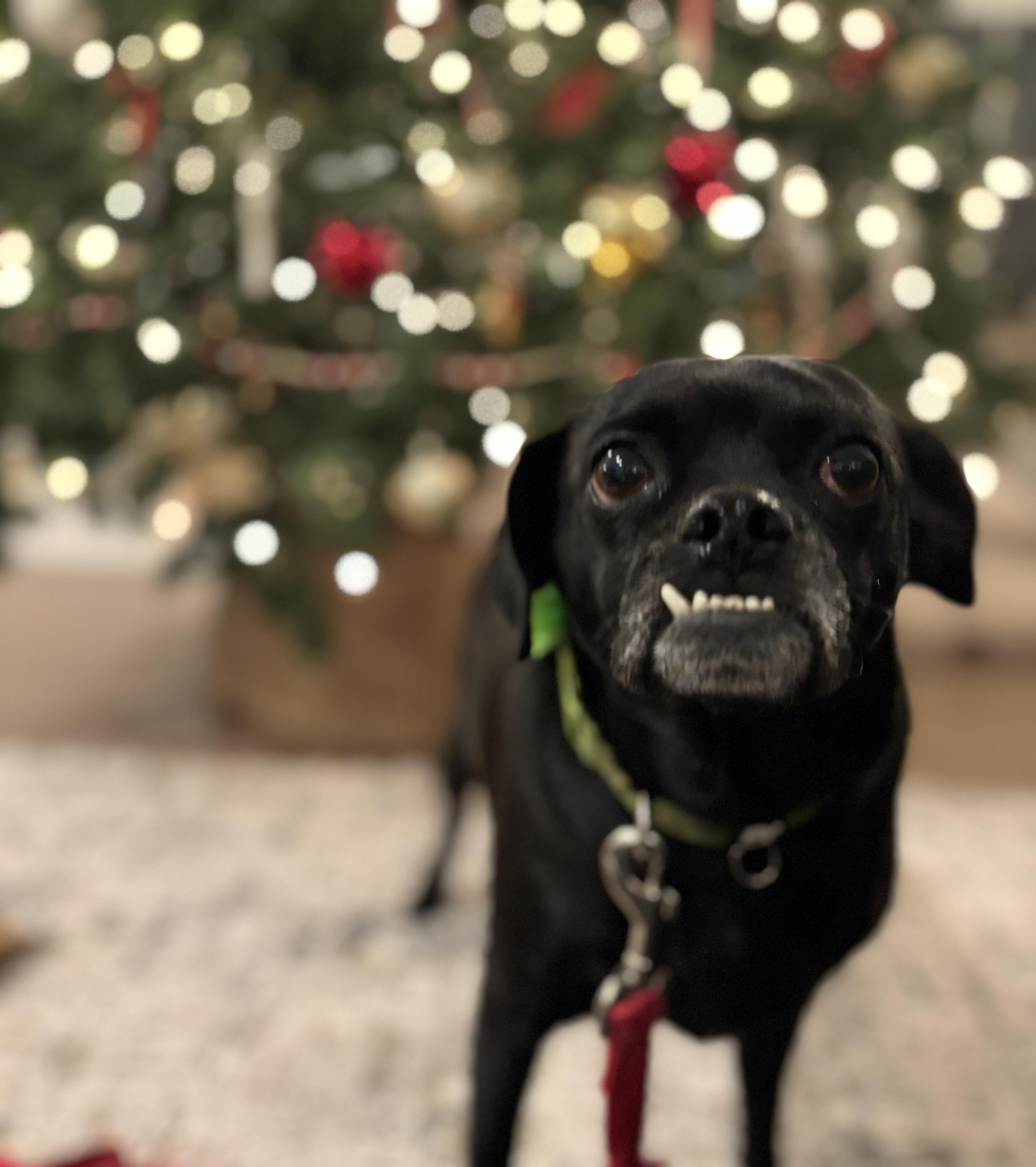 Enlarge Tallulah, a ADOPTABLE mixed breed in Guilford, CT image 1/6