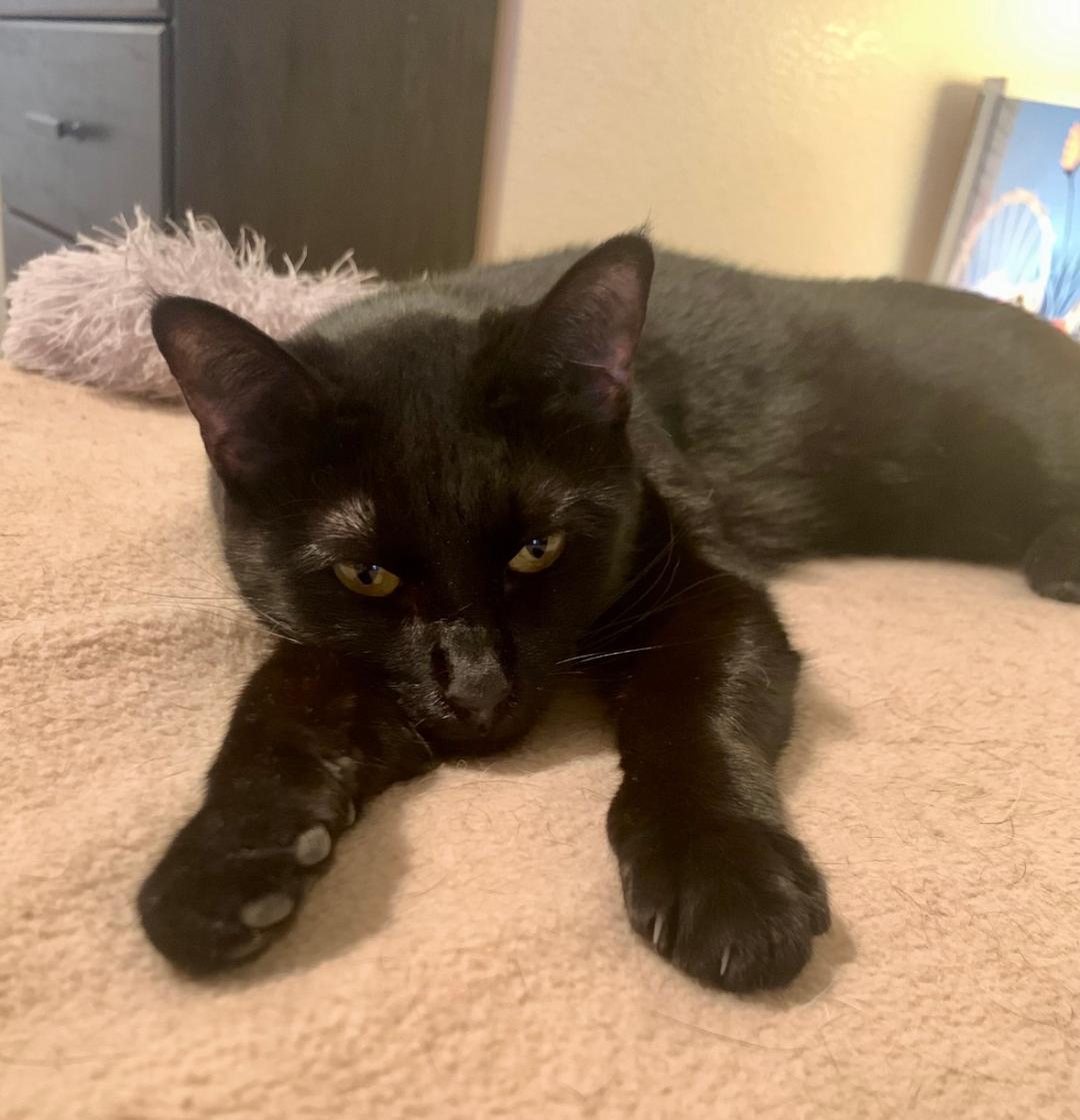 Agatha, Adoptable, Young Female Domestic Short Hair.