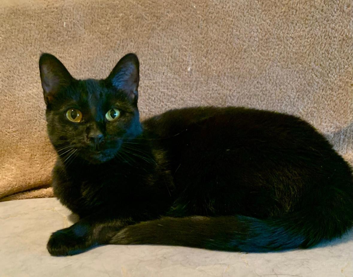 Agatha, a Adoptable Domestic Short Hair in Las Vegas, NV image 2/2