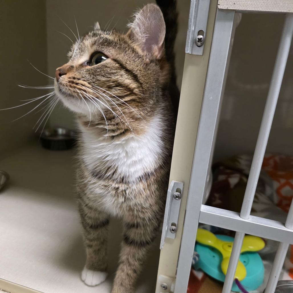 Enlarge Garden, a Adoptable Domestic Short Hair in Watertown, NY image 1/4