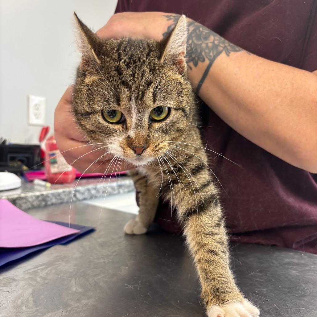 Enlarge Garden, a Adoptable Domestic Short Hair in Watertown, NY image 2/4