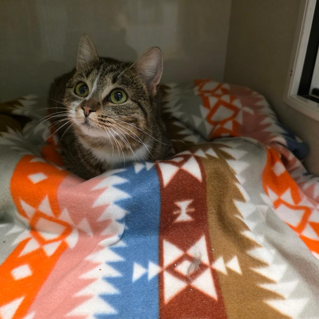 Enlarge Garden, a Adoptable Domestic Short Hair in Watertown, NY image 3/4