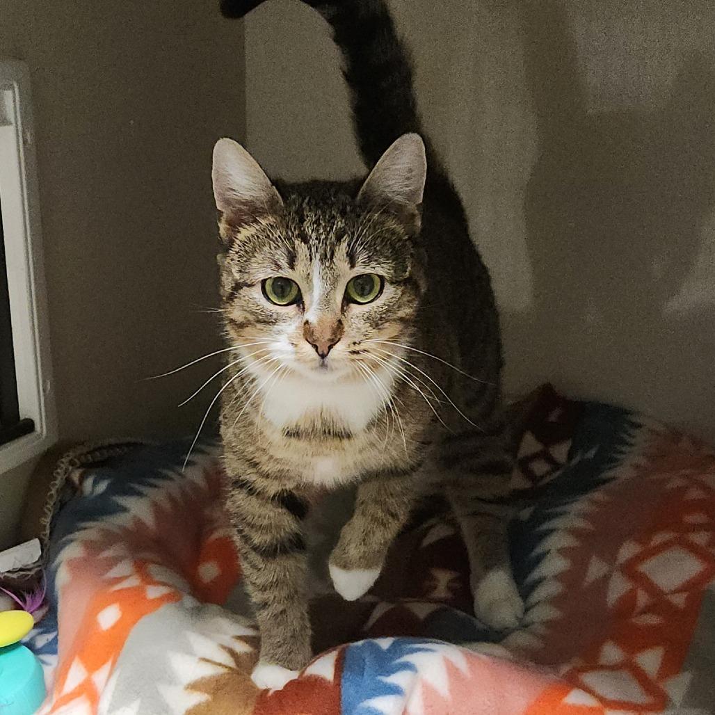 Enlarge Garden, a Adoptable Domestic Short Hair in Watertown, NY image 4/4