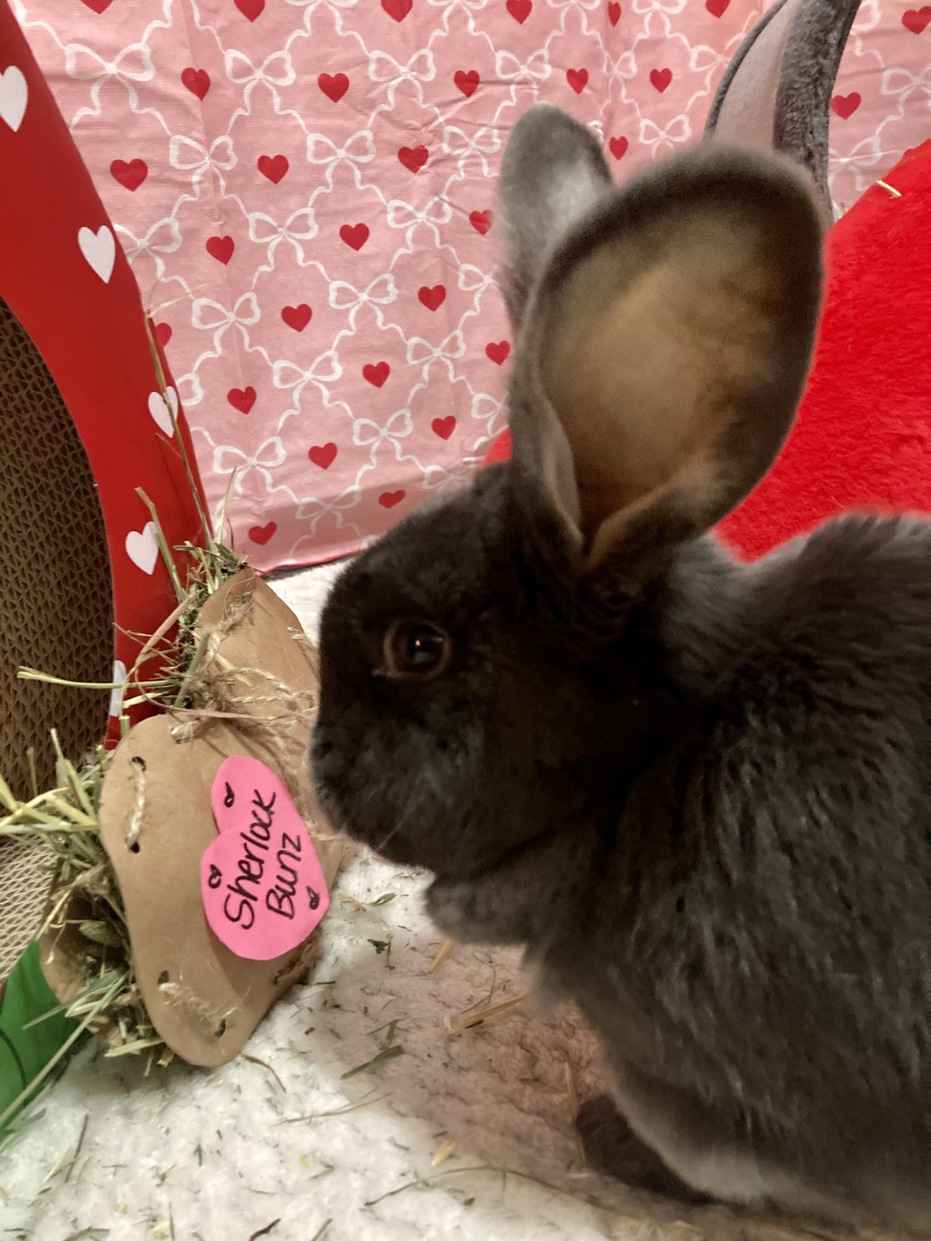 Enlarge Sherlock Bunz, a Adoptable mixed breed in Little Rock, AR image 3/6